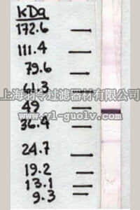 merck millipore,默克密理博,MAB1059,Anti-Pigment Epithelium Derived Factor Antibody, clone 10F12.2