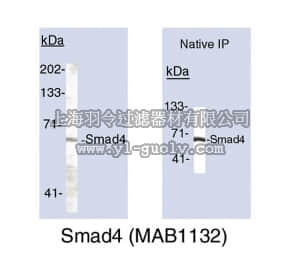 merck millipore,默克密理博,MAB1132,Anti-Smad4 Antibody, clone SMD46
