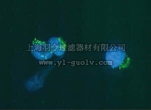 merck millipore,默克密理博,MAB1271,Anti-Golgi Zone Antibody, clone 371-4