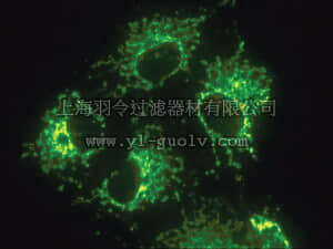 merck millipore,默克密理博,MAB1273,Anti-Mitochondria Antibody, surface of intact mitochondria, clone 113-1