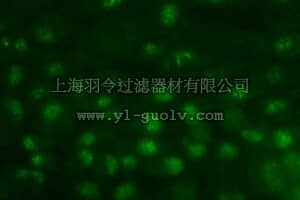 merck millipore,默克密理博,MAB1277,Anti-Nucleoli Antibody, clone 125-10
