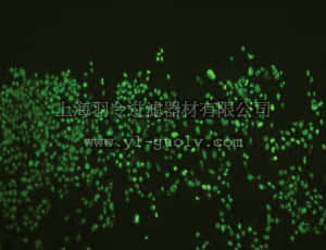 merck millipore,默克密理博,MAB1281,Anti-Nuclei Antibody, clone 235-1