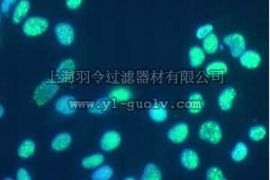 merck millipore,默克密理博,MAB1286,Anti-Nuclear Spliceosomes Antibody, clone 780-3