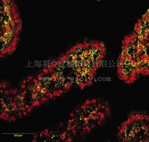 merck millipore,默克密理博,MAB13405,Anti-MMP-2 Proform Antibody, NT, clone CA-4001