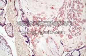 merck millipore,默克密理博,MAB13414,Anti-MMP-7 Antibody, clone ID-2