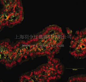 merck millipore,默克密理博,MAB13415,Anti-MMP-9 Antibody, clone GE-213