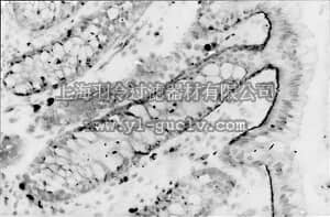 merck millipore,默克密理博,MAB1378,Anti-Integrin α6 Antibody, clone NKI-GoH3