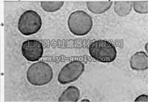 merck millipore,默克密理博,MAB1535,Anti-Hexokinase Type III Antibody, clone C7C3