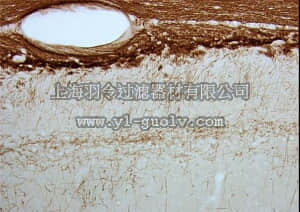 merck millipore,默克密理博,MAB1567,Anti-Myelin Associated Glycoprotein Antibody, clone 513