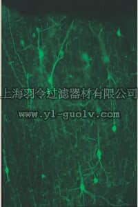 merck millipore,默克密理博,MAB1568,Anti-Calretinin Antibody, clone 6B8.2