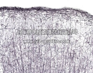 merck millipore,默克密理博,MAB1580,Anti-Oligodendrocytes Antibody, clone NS-1