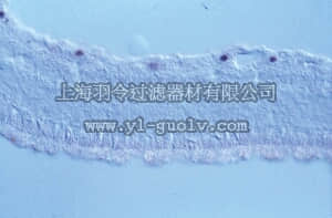 merck millipore,默克密理博,MAB1585,Anti-Brn-3a Antibody, POU-domain protein, clone 5A3.2