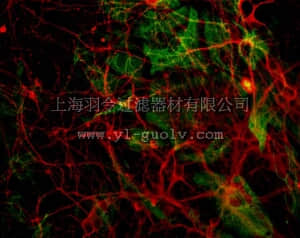 merck millipore,默克密理博,MAB1637,Anti-Tubulin Antibody, beta III isoform, CT, clone TU-20 (Similar to TUJ1)