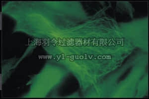 merck millipore,默克密理博,MAB1683,Anti-Ankyrin Antibody, clone Ank016