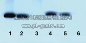 merck millipore,默克密理博,MAB17002,Anti-Bcl-W Antibody, clone 16H12