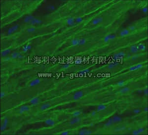 merck millipore,默克密理博,MAB1900,Anti-Integrin β1D Antibody, CT cytoplasmic domain, clone 2B1