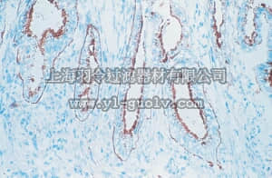 merck millipore,默克密理博,MAB1947,Anti-Laminin-5 Antibody, clone P3H9-2