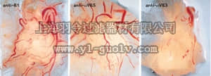 merck millipore,默克密理博,MAB1976,Anti-Integrin αVβ3 Antibody, clone LM609