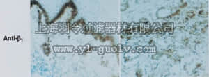 merck millipore,默克密理博,MAB1981,Anti-Integrin β1 Antibody, within a.a. 588-706 of human β1, clone LM534