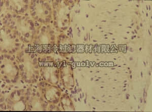 merck millipore,默克密理博,MAB1982,Anti-Integrin α6 Antibody, clone MA6