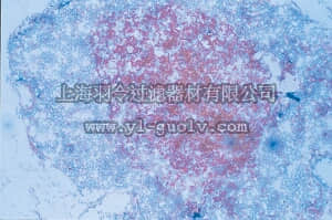 merck millipore,默克密理博,MAB2144,Anti-VCAM-1 Antibody, clone P3C4