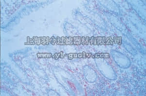 merck millipore,默克密理博,MAB2146,Anti-ICAM-1 Antibody, clone P2A4