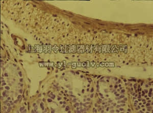 merck millipore,默克密理博,MAB2575,Anti-Integrin α5β1 Antibody, clone BMC5