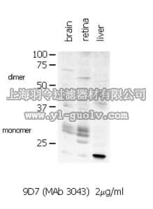 merck millipore,默克密理博,MAB3043,Anti-Connexin 35/36 Antibody, clone 9D7.2