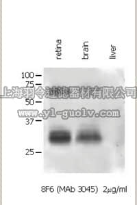 merck millipore,默克密理博,MAB3045,Anti-Connexin 35/36 Antibody, clone 8F6.2