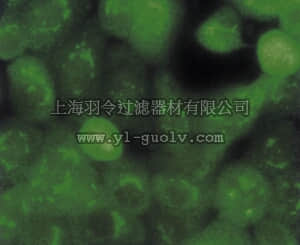 merck millipore,默克密理博,MAB3084,Anti-Calpastatin Antibody, clone PI-11