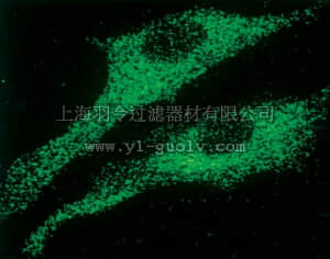 merck millipore,默克密理博,MAB3086,Anti-Ryanodine Receptor Antibody, clone RYR.1
