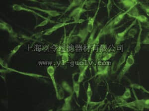 merck millipore,默克密理博,MAB3100,Anti-Connexin 45 Antibody, near CT, cytoplasmic, clone 8A11.2