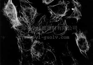 merck millipore,默克密理博,MAB3234,Anti-Cytokeratin 18 Antibody, clone RGE53