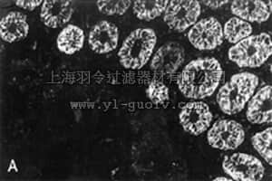merck millipore,默克密理博,MAB3236,Anti-Cytokeratin 18 Antibody, clone RCK106