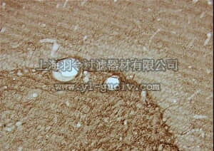 merck millipore,默克密理博,MAB326,Anti-CNPase Antibody, clone 11-5B