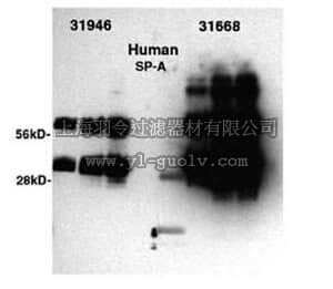 merck millipore,默克密理博,MAB3280,Anti-Surfactant Protein A Antibody, clone #10