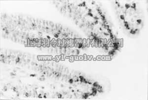 merck millipore,默克密理博,MAB3299,Anti-DNA Antibody, single stranded specific, clone F7-26
