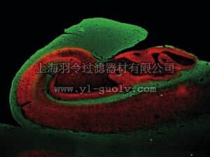 merck millipore,默克密理博,MAB329,Anti-Synaptophysin Antibody, clone SP15