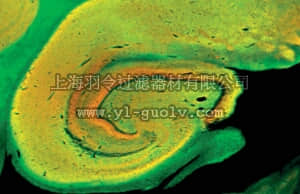 merck millipore,默克密理博,MAB331,Anti-SNAP-25 Antibody, clone SP14