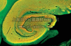 merck millipore,默克密理博,MAB336,Anti-Syntaxin Antibody, clone SP8