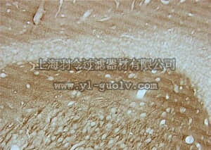merck millipore,默克密理博,MAB3420,Anti-Tau-1 Antibody, clone PC1C6
