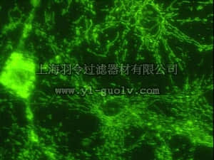 merck millipore,默克密理博,MAB3494,Anti-ATP Synthase Antibody, β chain, clone 4.3E8.D1
