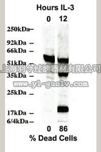 merck millipore,默克密理博,MAB3501,Anti-Caspase 2 Antibody, clone 10C6