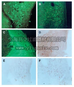 merck millipore,默克密理博,MAB350,Anti-Enkephalin Antibody, clone NOC1