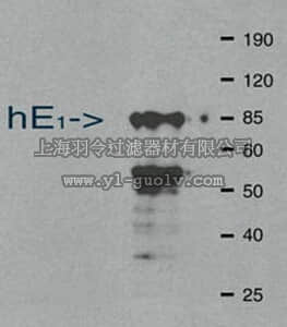 merck millipore,默克密理博,MAB3520,Anti-Ubiquitin Activating Enzyme E1 Antibody, clone 2G2.3