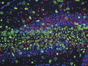 merck millipore,默克密理博,MAB353,Anti-Nestin Antibody, clone rat-401