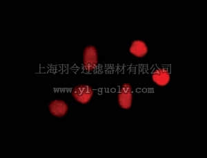 merck millipore,默克密理博,MAB3560,Anti-8-Oxoguanine Antibody, clone 483.15