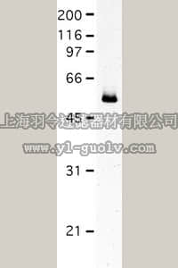 merck millipore,默克密理博,MAB3582,Anti-Fascin Antibody, clone 55K2