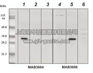 merck millipore,默克密理博,MAB3604,Anti-Adiponectin Antibody, clone ADI773