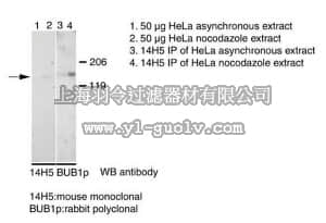 merck millipore,默克密理博,MAB3610,Anti-Bub1 Antibody, clone 14H5